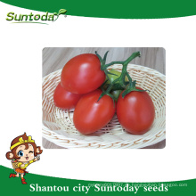 Suntoday rio grande bestimmte pflanzung kirsche gemüse hybrid F1tomato samen Bio sgyanta GS-12 kirschtomate samen (22004)